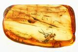 Detailed Fossil Long-Legged Fly (Dolichopodidae) in Baltic Amber #367543-1